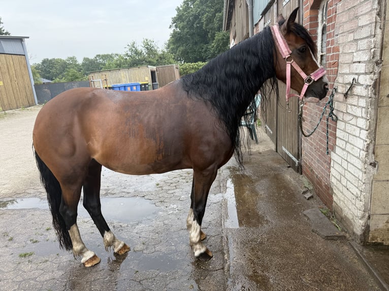 Welsh-D Mix Giumenta 13 Anni 146 cm Baio in Heide