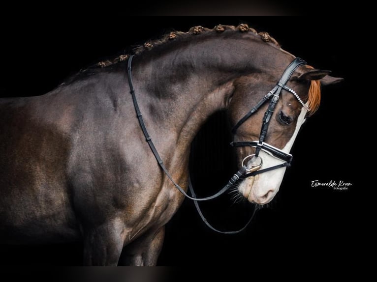 Welsh-D Giumenta 13 Anni 148 cm Sauro in Groningen