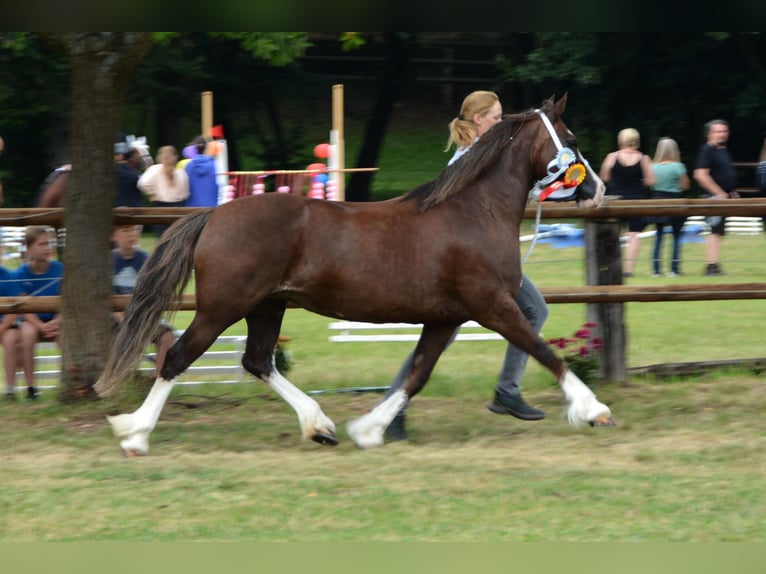Welsh-D Giumenta 13 Anni 148 cm Sauro scuro in SiegenSiegen
