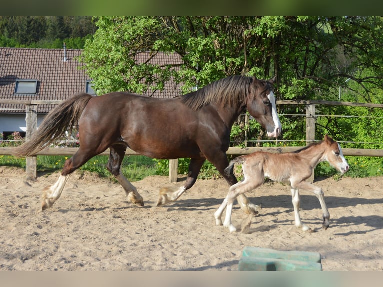 Welsh-D Giumenta 13 Anni 148 cm Sauro scuro in SiegenSiegen