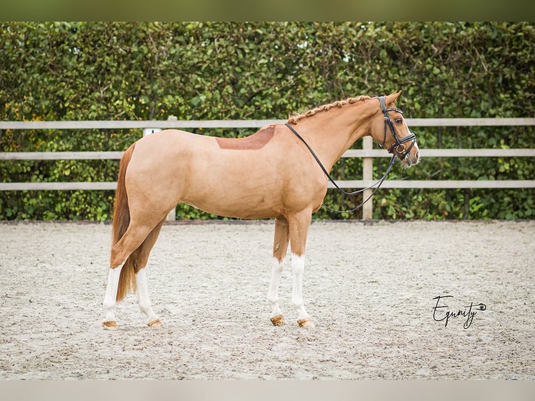 Welsh-D Giumenta 14 Anni 144 cm Sauro in Oudkarspel