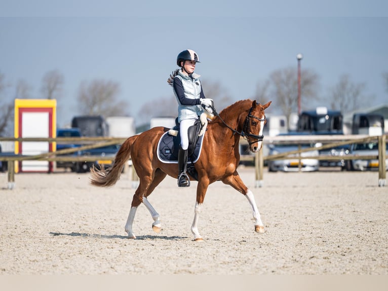 Welsh-D Giumenta 14 Anni 144 cm Sauro in Oudkarspel
