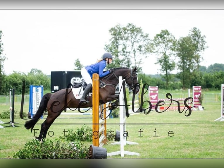 Welsh-D Giumenta 14 Anni 148 cm Morello in Vragender