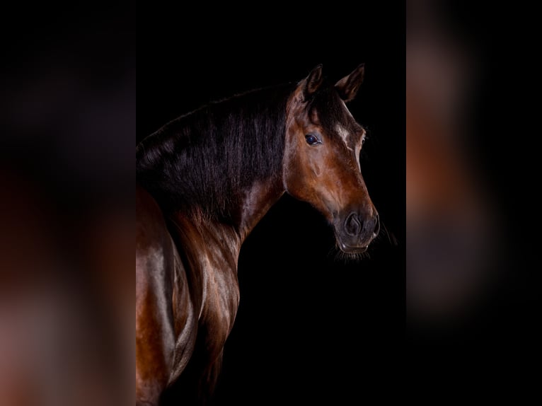 Welsh-D Giumenta 14 Anni 151 cm Baio scuro in Iffeldorf