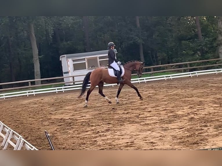 Welsh-D Giumenta 14 Anni 152 cm Baio scuro in Steenderen