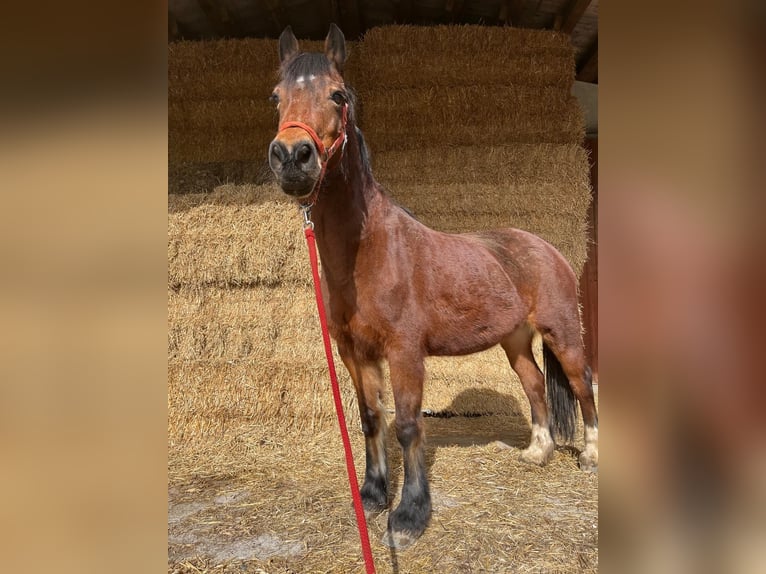 Welsh-D Giumenta 16 Anni 152 cm Baio in Pfronten