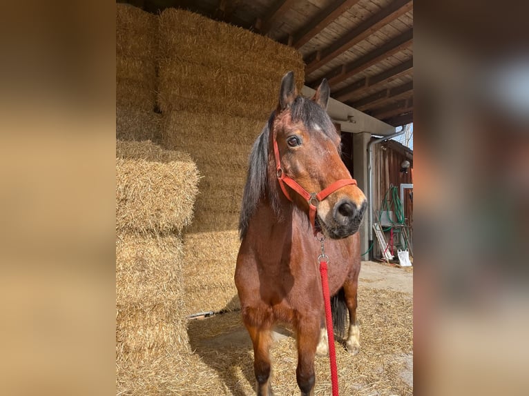 Welsh-D Giumenta 16 Anni 152 cm Baio in Pfronten