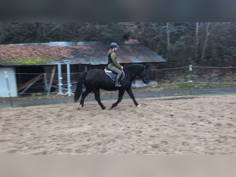 Welsh-D Giumenta 16 Anni 152 cm Morello in Morsbach