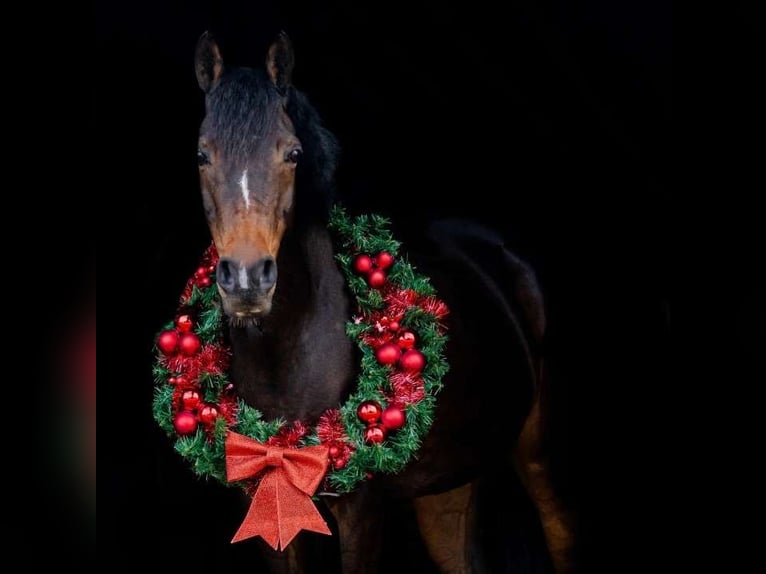 Welsh-D Mix Giumenta 17 Anni 148 cm Baio scuro in Bronnegerveen