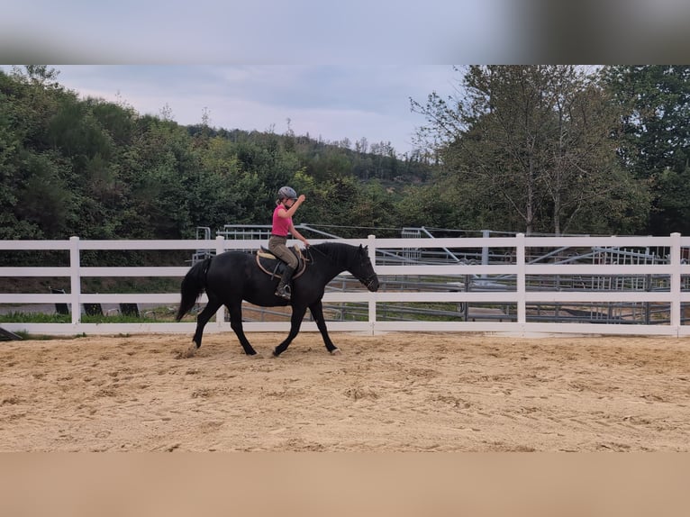 Welsh-D Giumenta 17 Anni 150 cm Morello in Morsbach