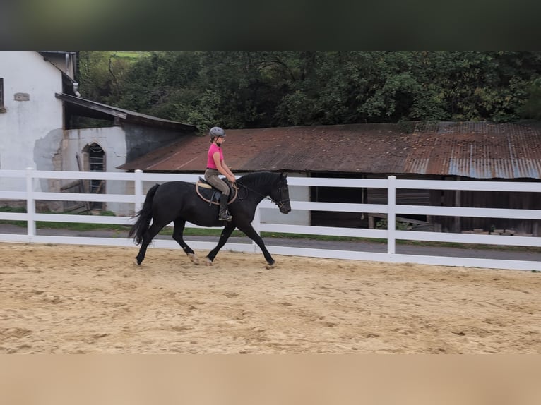Welsh-D Giumenta 17 Anni 150 cm Morello in Morsbach