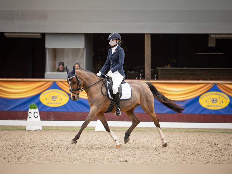 Welsh-D Giumenta 18 Anni 142 cm Baio in Lattrop-Breklenkamp