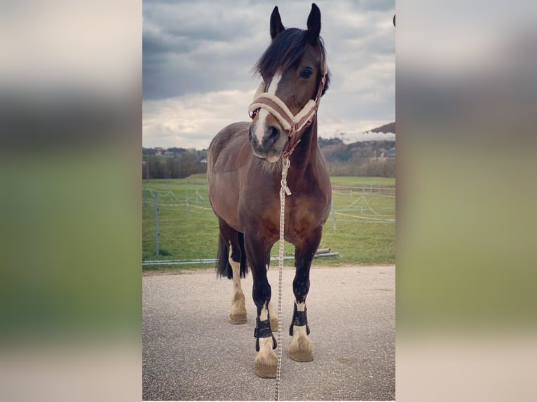 Welsh-D Giumenta 18 Anni 150 cm Baio in Neustiftgraben