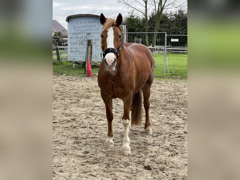 Welsh-D Giumenta 19 Anni 142 cm Sauro in Welver