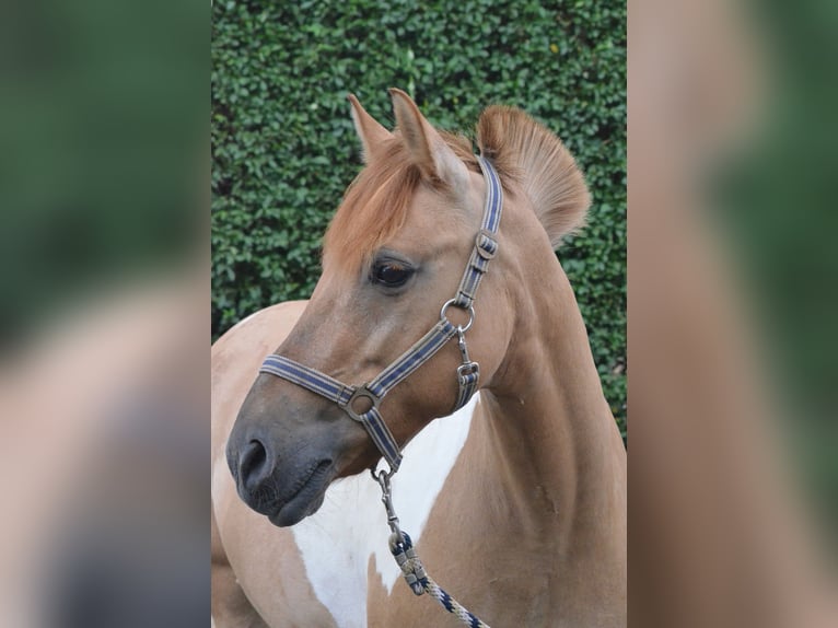 Welsh-D Giumenta 19 Anni 148 cm Pezzato in Mettmann