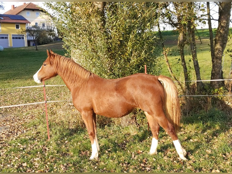 Welsh-D Giumenta 2 Anni 145 cm Sauro in Wendling