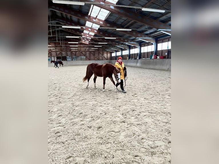 Welsh-D Giumenta 2 Anni 145 cm Sauro in Wendling