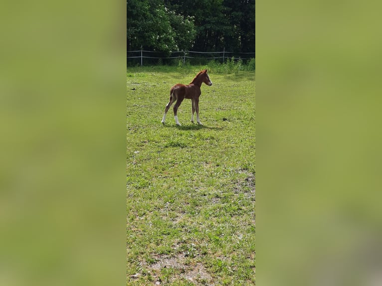 Welsh-D Giumenta 2 Anni 145 cm Sauro in Wendling