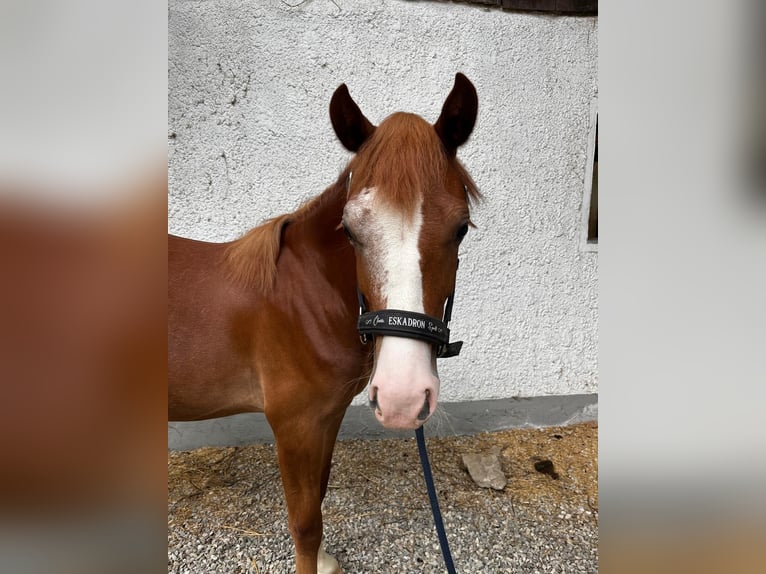 Welsh-D Giumenta 2 Anni 145 cm Sauro in Wendling