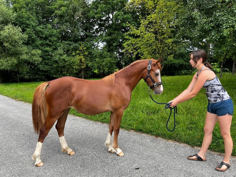 Welsh-D Giumenta 2 Anni 145 cm Sauro in Wendling
