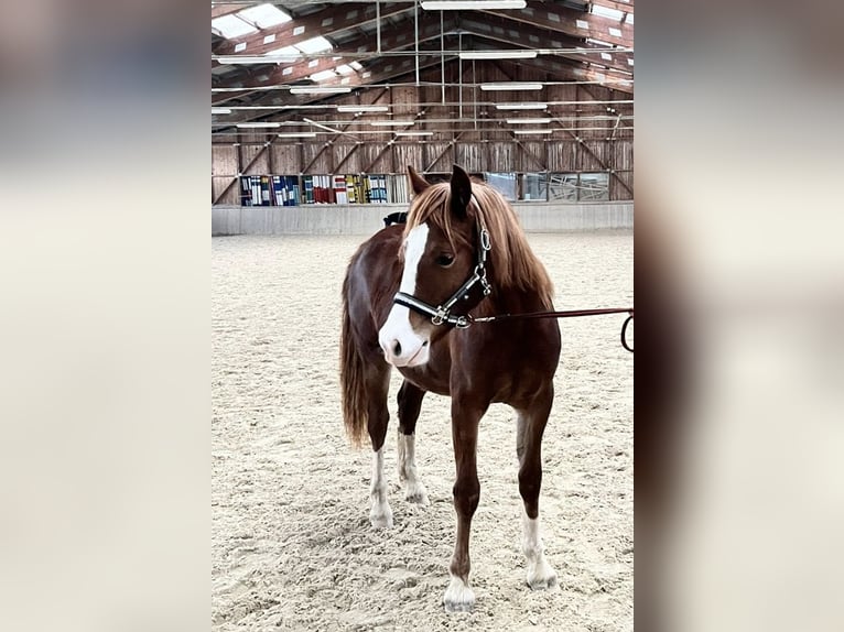 Welsh-D Giumenta 2 Anni 145 cm Sauro in Wendling