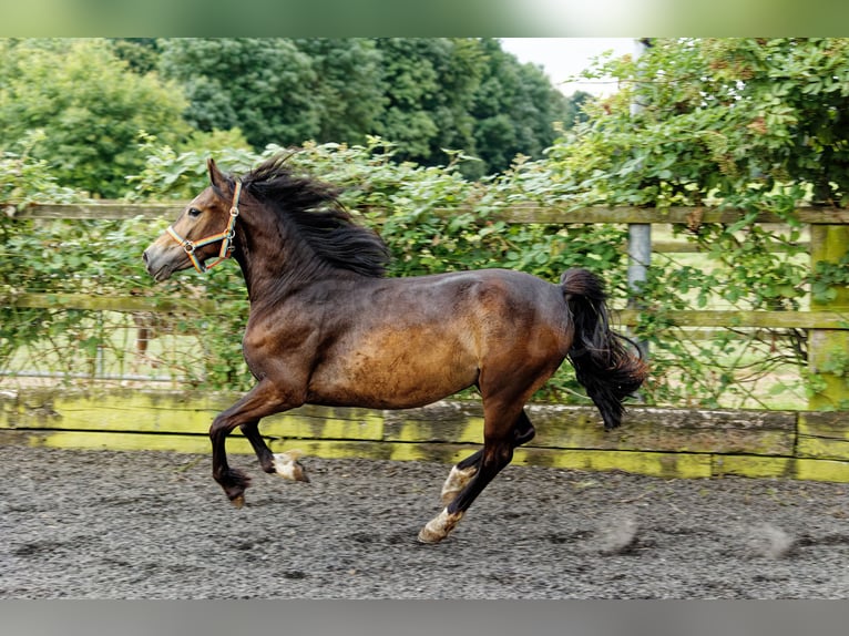 Welsh-D Giumenta 2 Anni 150 cm Baio in Meerbusch