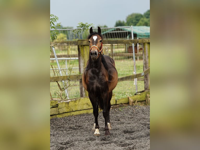 Welsh-D Giumenta 2 Anni 150 cm Baio in Meerbusch