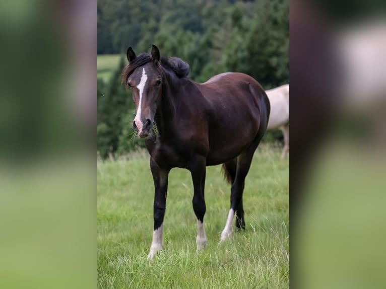 Welsh-D Giumenta 2 Anni 152 cm Baio scuro in Fürth