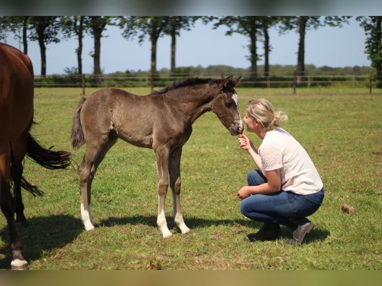 Welsh-D Giumenta 3 Anni 142 cm  in Dwingeloo