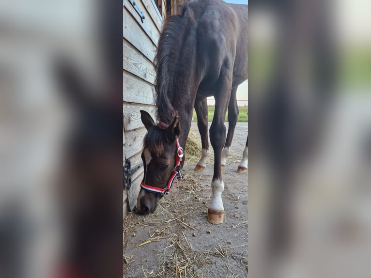 Welsh-D Giumenta 3 Anni 142 cm  in Dwingeloo