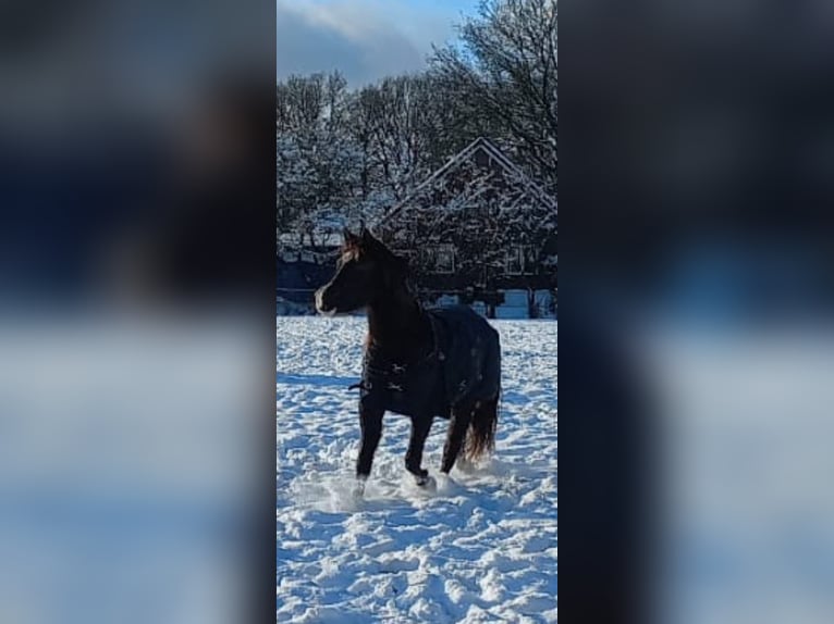 Welsh-D Giumenta 3 Anni 142 cm  in Dwingeloo