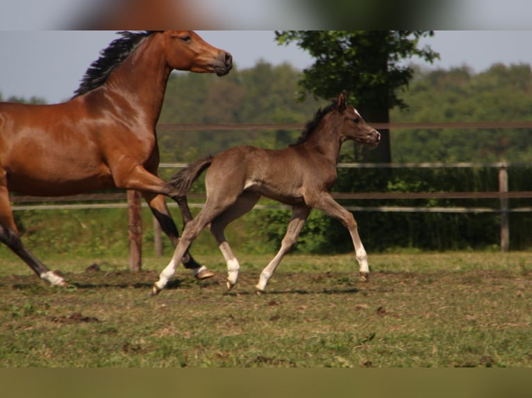 Welsh-D Giumenta 3 Anni 142 cm  in Dwingeloo