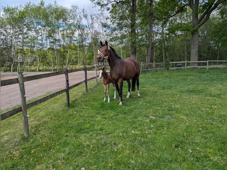 Welsh-D Giumenta 3 Anni 145 cm Sauro in Zuna