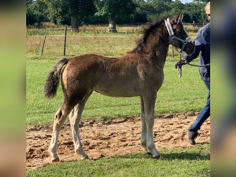 Welsh-D Giumenta 3 Anni 148 cm Morello in Lentföhrden