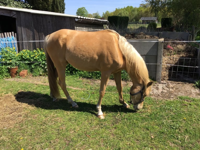Welsh-D Giumenta 3 Anni 148 cm Palomino in Zolder