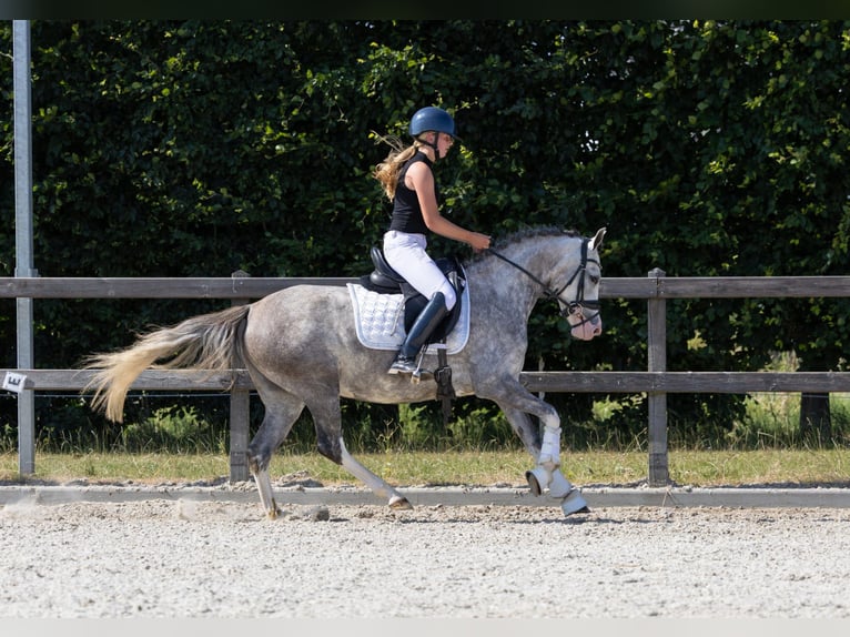 Welsh-D Giumenta 4 Anni 142 cm Leardo in Oud Gastel