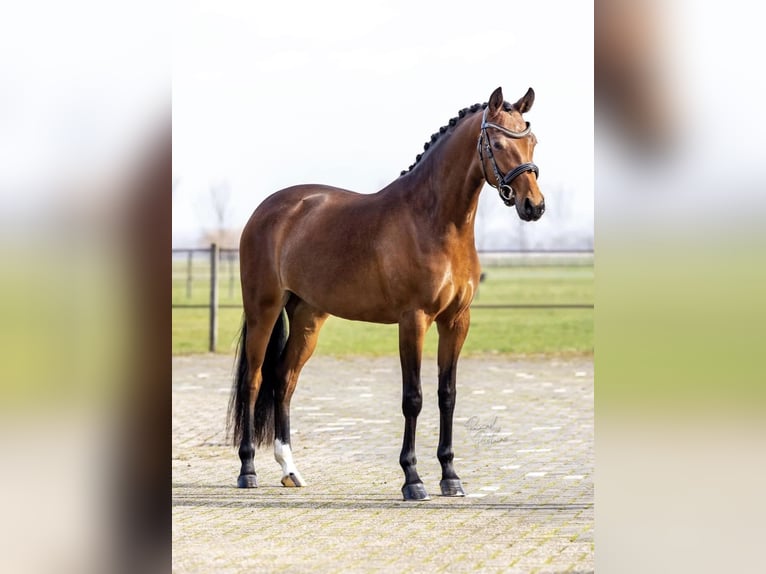 Welsh-D Giumenta 4 Anni 144 cm Baio in Boekend