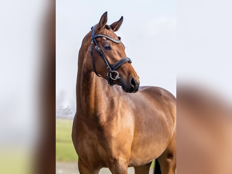 Welsh-D Giumenta 4 Anni 144 cm Baio in Boekend