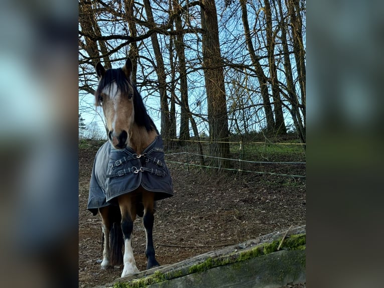 Welsh-D Giumenta 4 Anni 145 cm Pelle di daino in Kronach