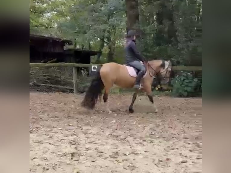 Welsh-D Giumenta 4 Anni 145 cm Pelle di daino in Kronach