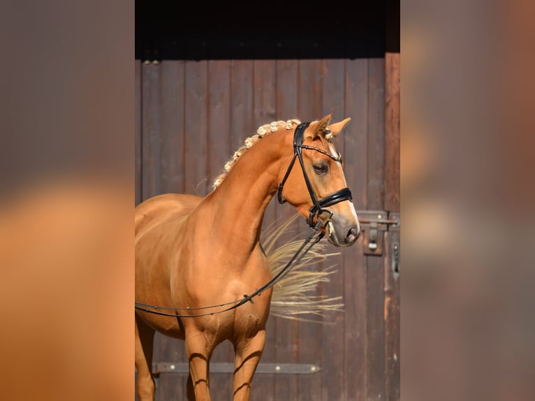 Welsh-D Giumenta 4 Anni 146 cm Palomino in Poznań