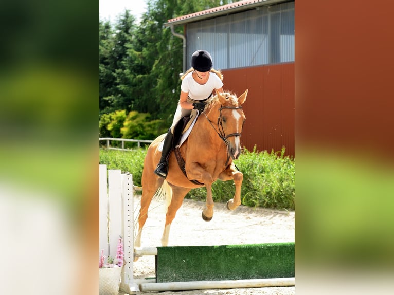 Welsh-D Giumenta 4 Anni 146 cm Palomino in Poznań