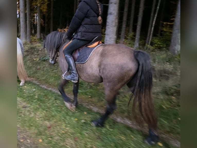 Welsh-D Giumenta 4 Anni 146 cm Pelle di daino in Bayern