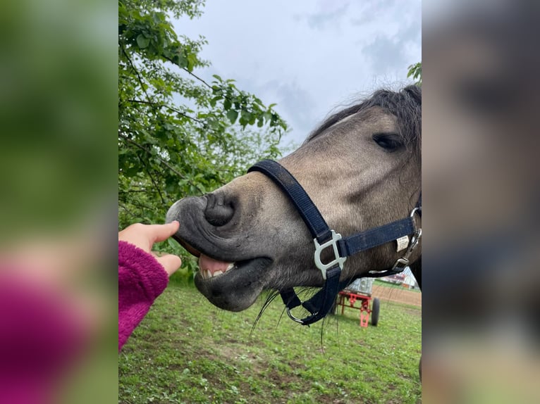 Welsh-D Giumenta 4 Anni 146 cm Pelle di daino in Bayern