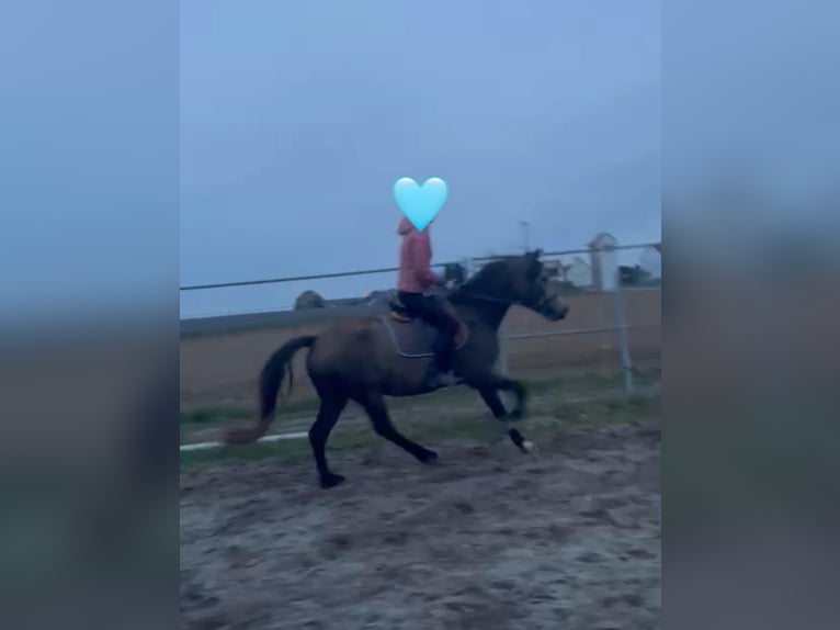 Welsh-D Giumenta 4 Anni 146 cm Pelle di daino in Bayern