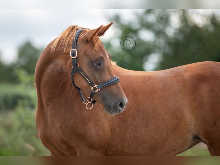 Welsh-D Giumenta 4 Anni 146 cm Sauro in Nuland