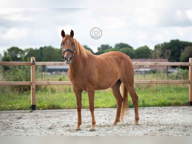 Welsh-D Giumenta 4 Anni 146 cm Sauro in Nuland