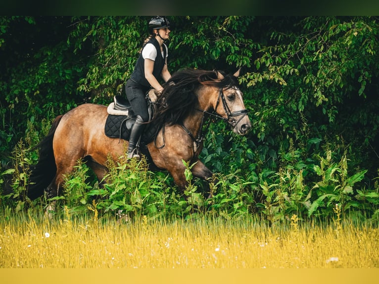 Welsh-D Mix Giumenta 4 Anni 160 cm Falbo in Nettersheim