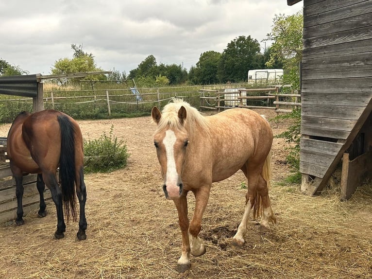 Welsh-D Giumenta 4 Anni Palomino in Butzbach