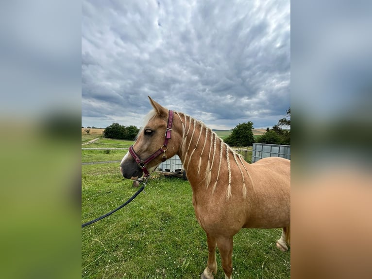 Welsh-D Giumenta 4 Anni Palomino in Butzbach